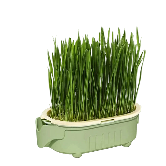 Organic Cat Grass Planter Kit Hairball Relief Natural Digestive Aid Grow Your Own Cat Grass Bowl Set Not Include Seed